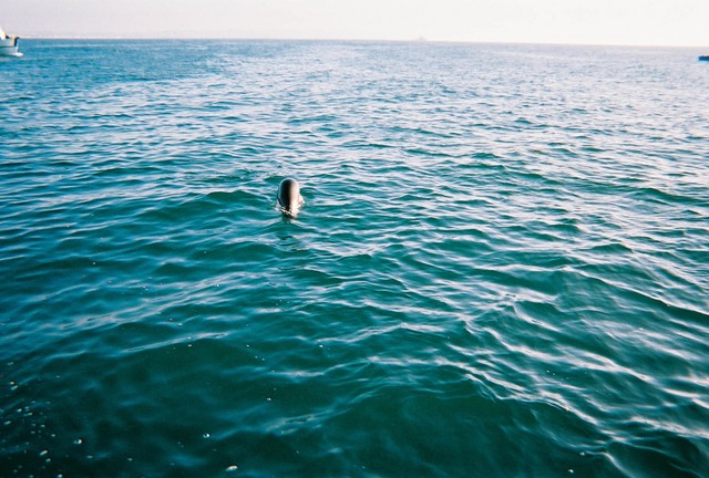 seadog2.sized