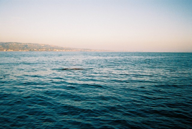 whale2.sized